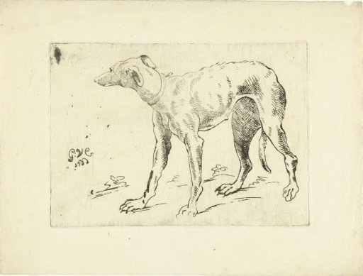 Greyhound