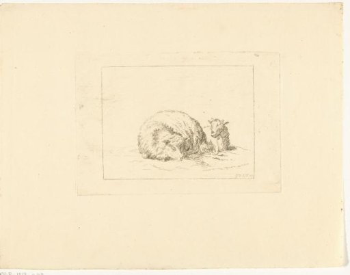 Sleeping Sheep