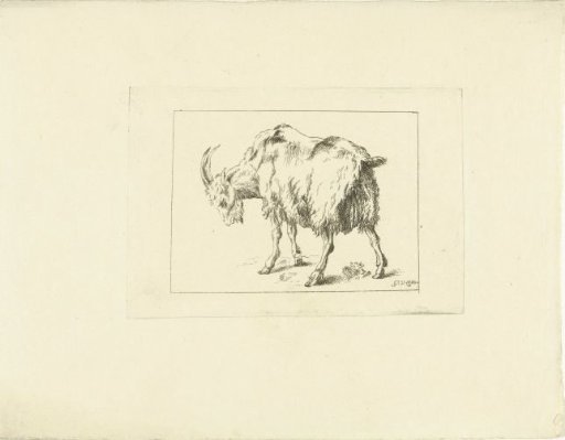 Billy Goat