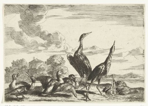 Herons and ducks