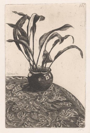 Aspidistra in a pot