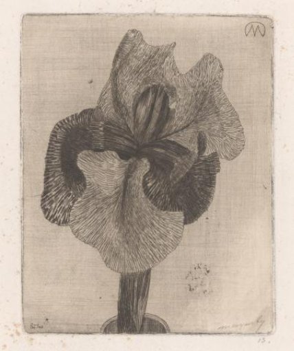 An iris