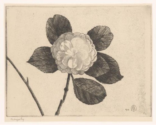 Camellia