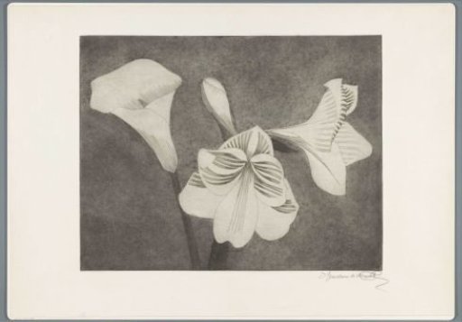 Amaryllis and Arum