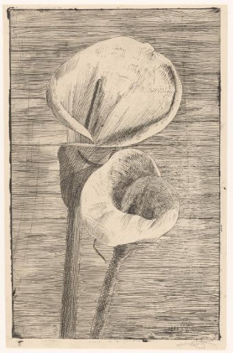 Two arums