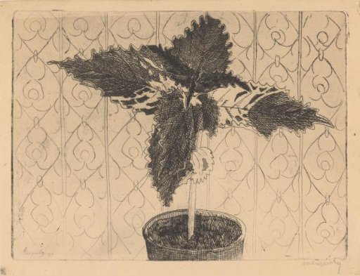 Ornamental nettle in a pot