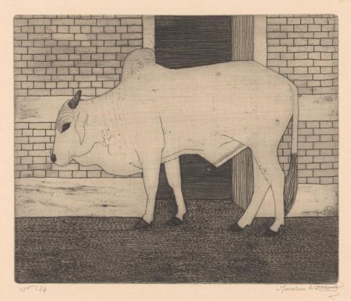 Zebu