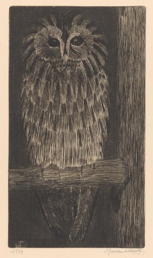 Tawny Owl