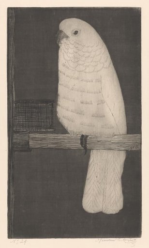 Cockatoo