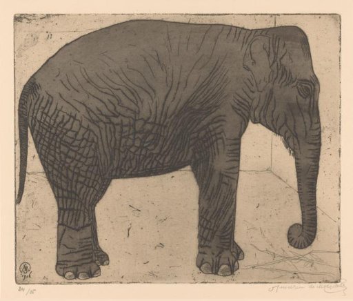 Elephant