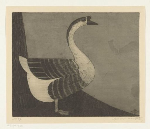 Knobbed Goose
