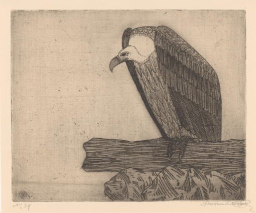 Vulture