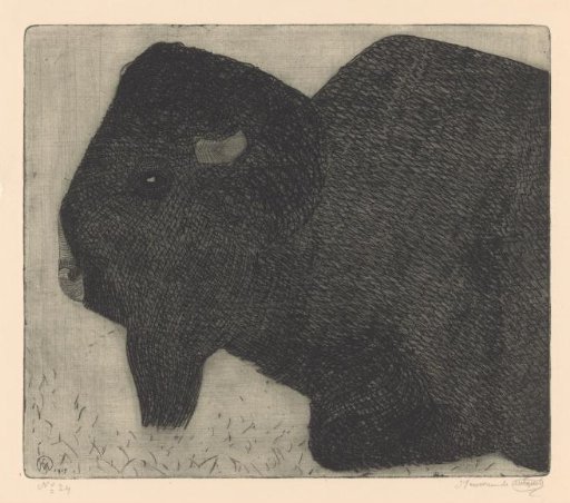 Bison