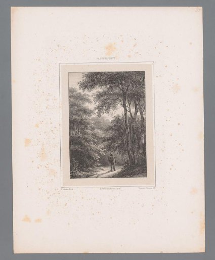 Wanderer in a Forest