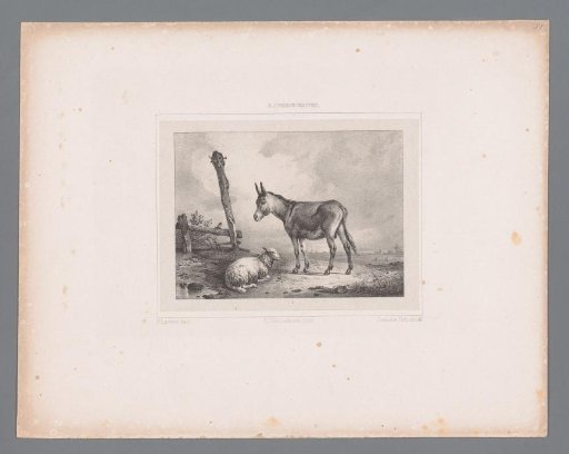 Donkey and Sheep