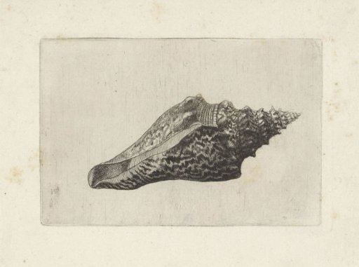 Shell, hemifusus ternatanus