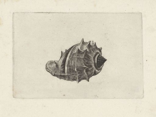 Shell, melongena melongena