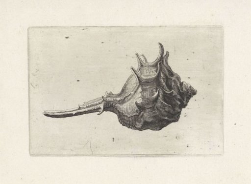 Shell, murex brevispina