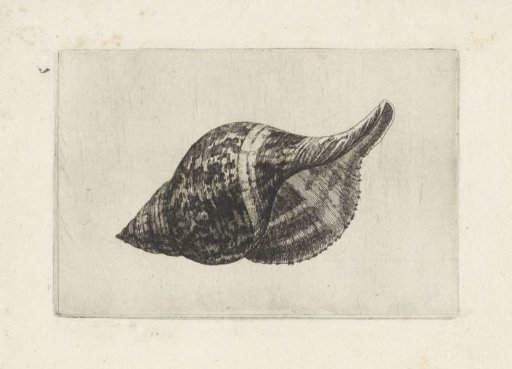 Shell, fasciolaria tulipa
