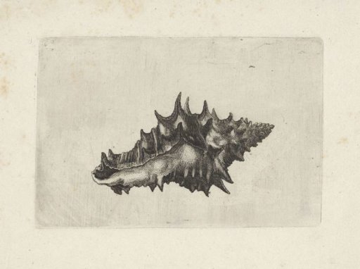 Shell, vasum ceramicum