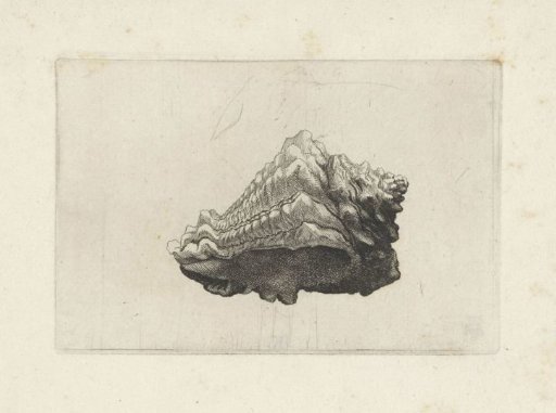 Shell, vasum muricatum born