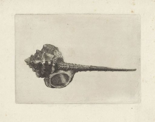 Shell, murex haustellum