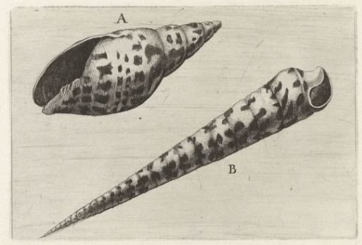 Shells, mitra cardinalis (A) and terebra subulata (B)