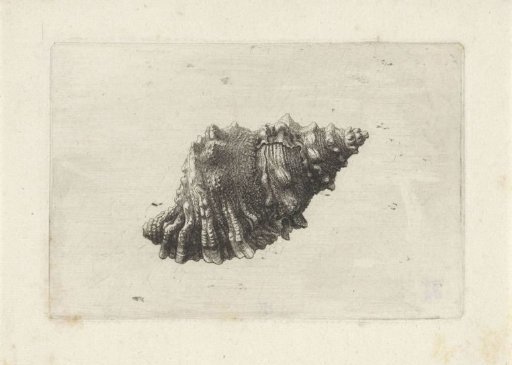 Shell, bursa rubeta