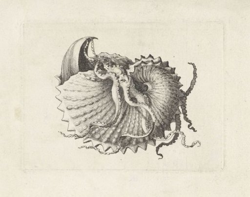 Shell, Argonauta nodosa