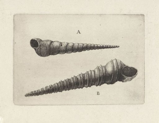 Shells, Turritella terebra (A) and Turritella duplicata (B)
