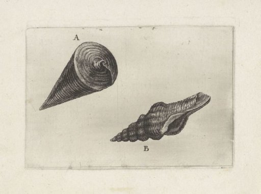 Shells, Telescopium telescopium (A) and Fusinus laticostatus (B)