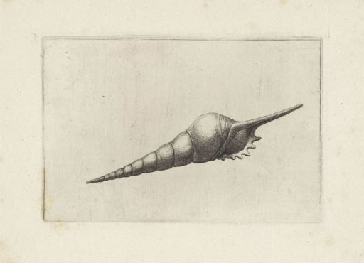 Shell, tibia fusus melanocheilus