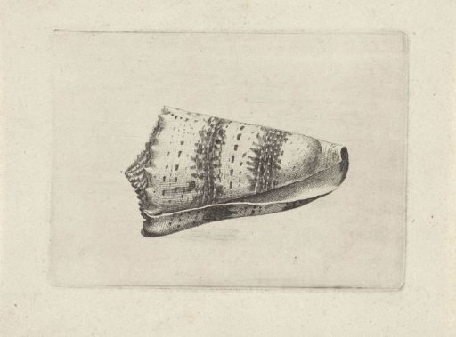 Shell, conus imperialis