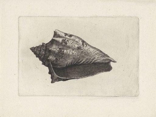 Shell, voluta ebraea