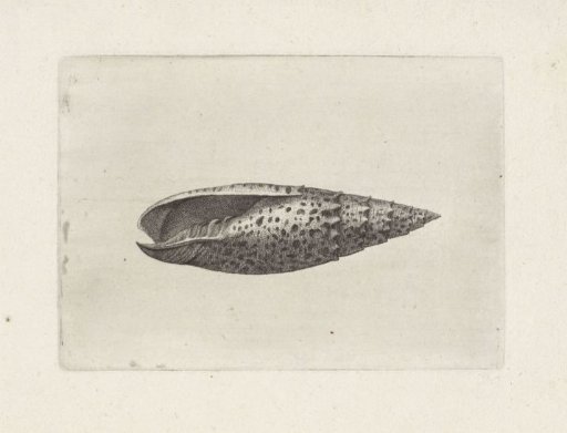 Shell, mitra papalis