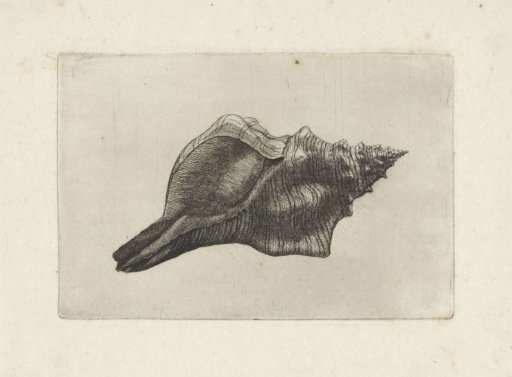 Shell, pleuroploca trapezium