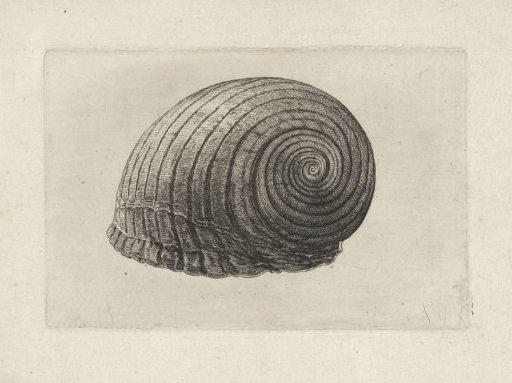 Shell, tonna galea