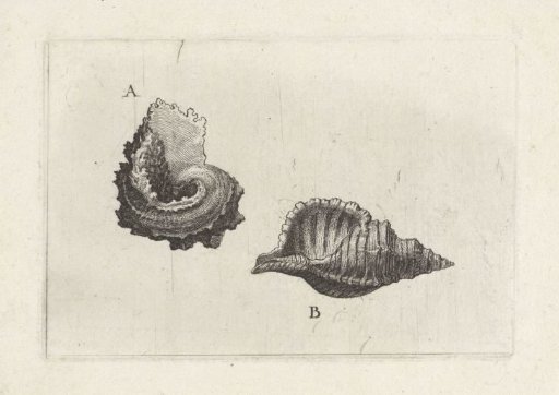 Shells, angaria delphinus (A) and cymatium pileare (B)