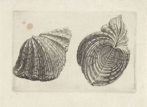 Shell, hippopus hippopus