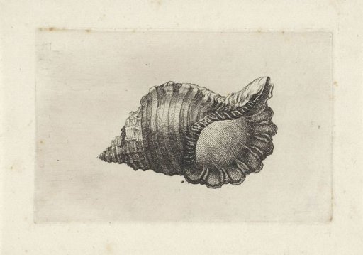 Shell, cymatium parthenopeum