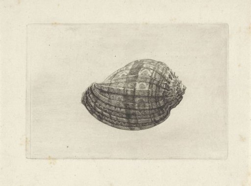 Shell, harpa major