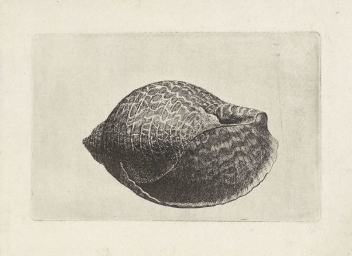 Shell, tonna perdix