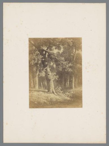 Photographic Reproduction of a Print of a Forest View after Johannes Pieter van Wisselingh