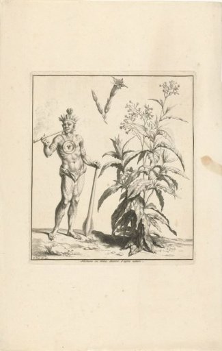 Tobacco plant and original inhabitant of America