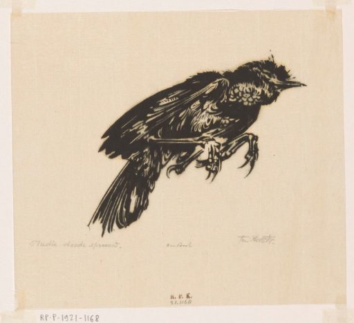 Dead Jackdaw