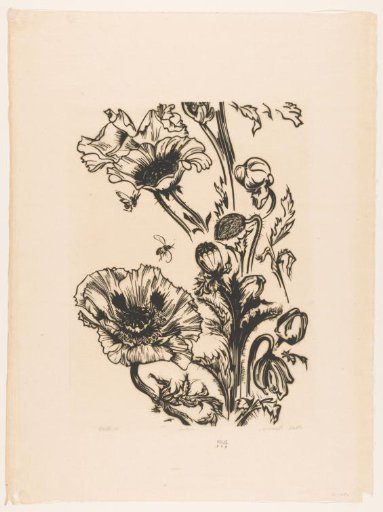 Study of Poppies
