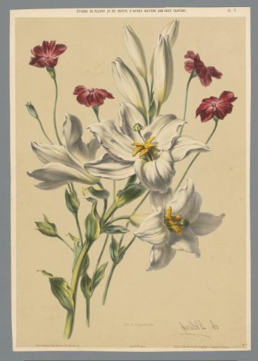 Lily and carnation