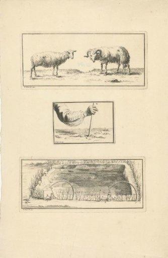 Two sheep / Catching worms / Catching a duck