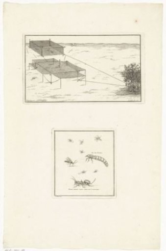 Nets, ants and other insects