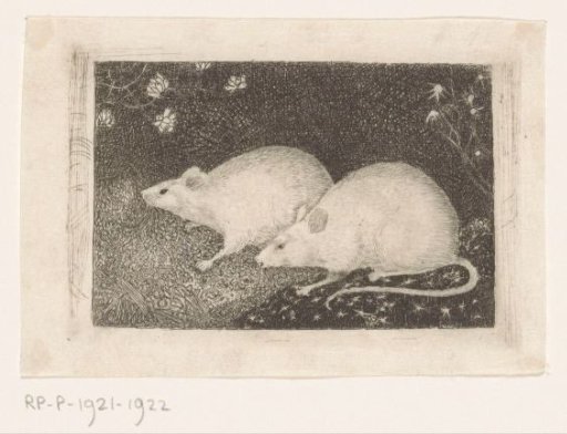 Two Mice